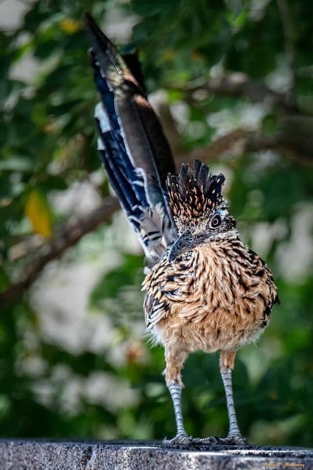 Roadrunners are enjoyable to watch as they scurry about but they can spend 30-45 minutes beating large prey against the ground until enough bones have been broken to make the prey easier to consume.