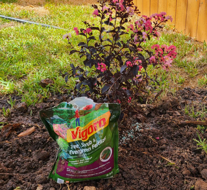 how-to-plant-and-fertilize-crape-myrtle