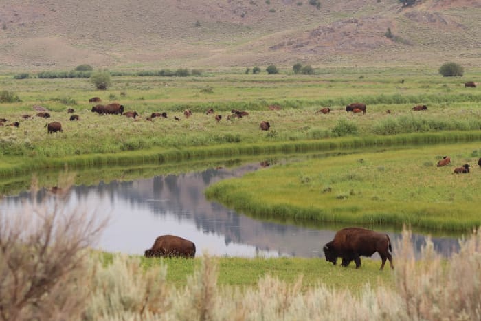 Camping in Slough Creek is rustic, but offers ample opportunity to view wildlife. Bear spray is recommended for camping or hiking in this area.