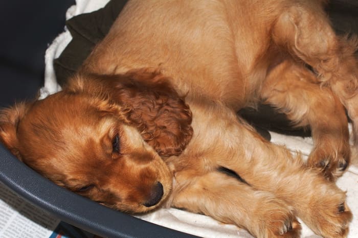 New research points out that Cocker Spaniels are one breed that should be spayed early.