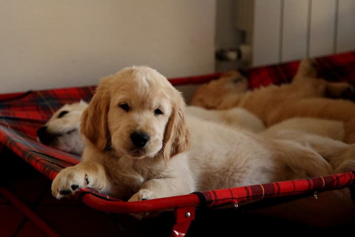 Cancer and joint problems are concerns for all Golden owners and should influence when you decide to spay your dog.