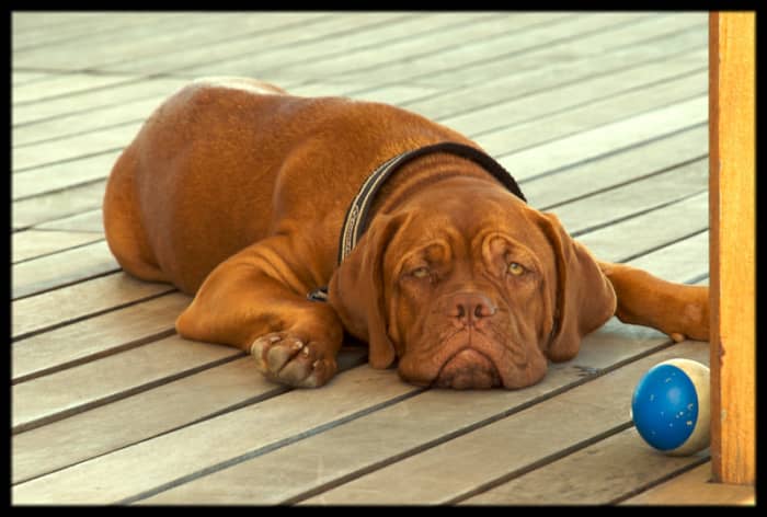 Dogue de Bordeaux may develop pyometra young but do not become ill with this disease as small puppies.