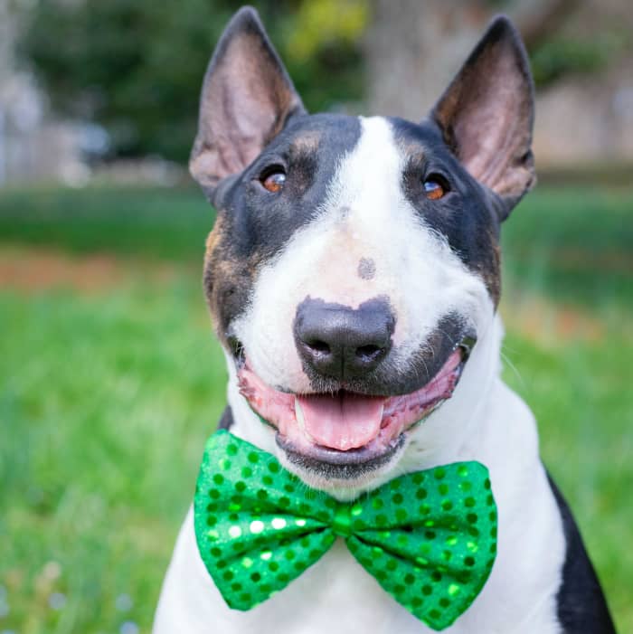 If you plan on keeping your male dog indoors, wait until he is at least one year old to have him neutered.