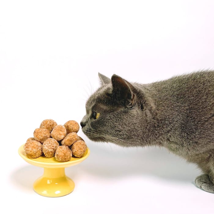 Unlike dogs, cats will starve themselves to death, so finding food that picky cats will eat is critical.