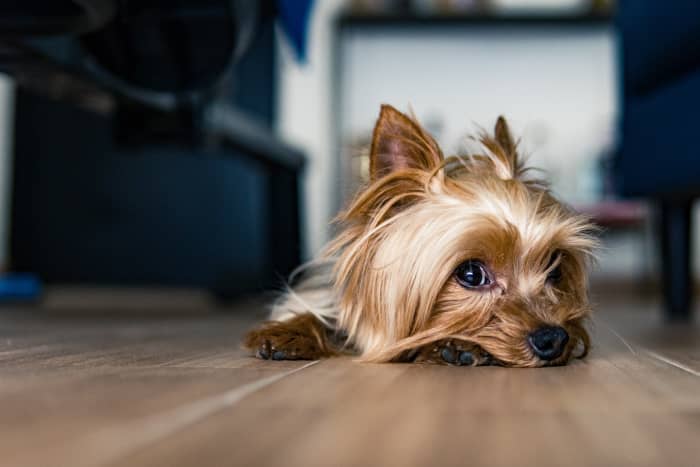 If your dog is taking prednisone for allergies, there are many alternatives that will cause fewer skin issues.