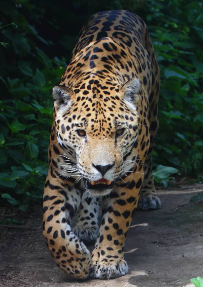 endangered-animals-in-the-rainforest