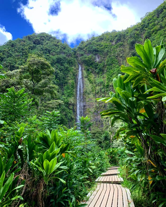 Read on to learn about 8 of the most endangered animal in the rainforest. You'll also learn how you can contribute to conservation efforts.