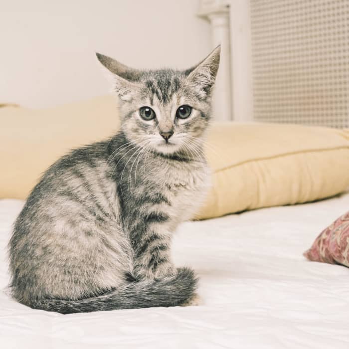 Whether your cat's inappropriate urination is due to a kidney infection or behavioral issues, early intervention will make it much easier to deal with.
