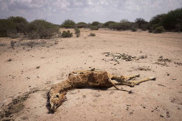 The dought in East Africa is causing animals to die from lack of drinking wather and starvation, in the photo see this dead giraff, in the middle of thin very dry land. I can guess that this land when it rains has plenty of grass growing there.