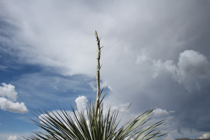 The asparagus-like stalk reaches boldly for the skies here on the ranch in the Chihuahuan desert.