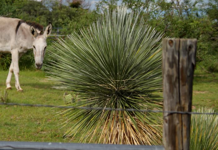 Yucca dots the horse pastures here on the ranch, and yucca products have their place in the feed room. Olivia, adopted BLM burro, makes an appearance here.
