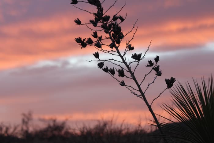 As distinctive as the Arizona sunset itself, a yucca stalk with dried seed pods adds to the scenery.