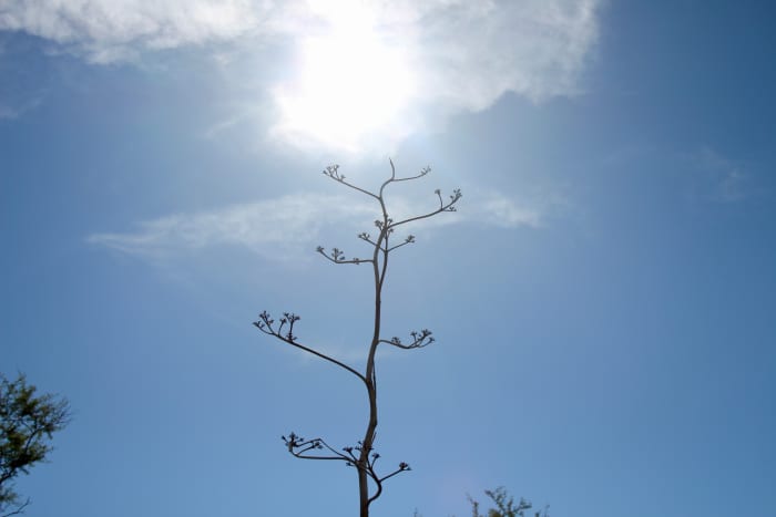 This dramatic, sculpted granddaddy of a stalk serves as a focal point at my garden frame / peacock habitat.