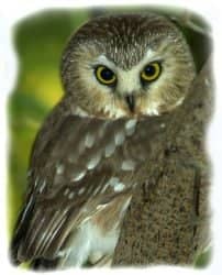The owl gets its name from the tooting rhythmic screech. Woodsmen thought it sounded like someone sharpening (whetting) a saw blade.