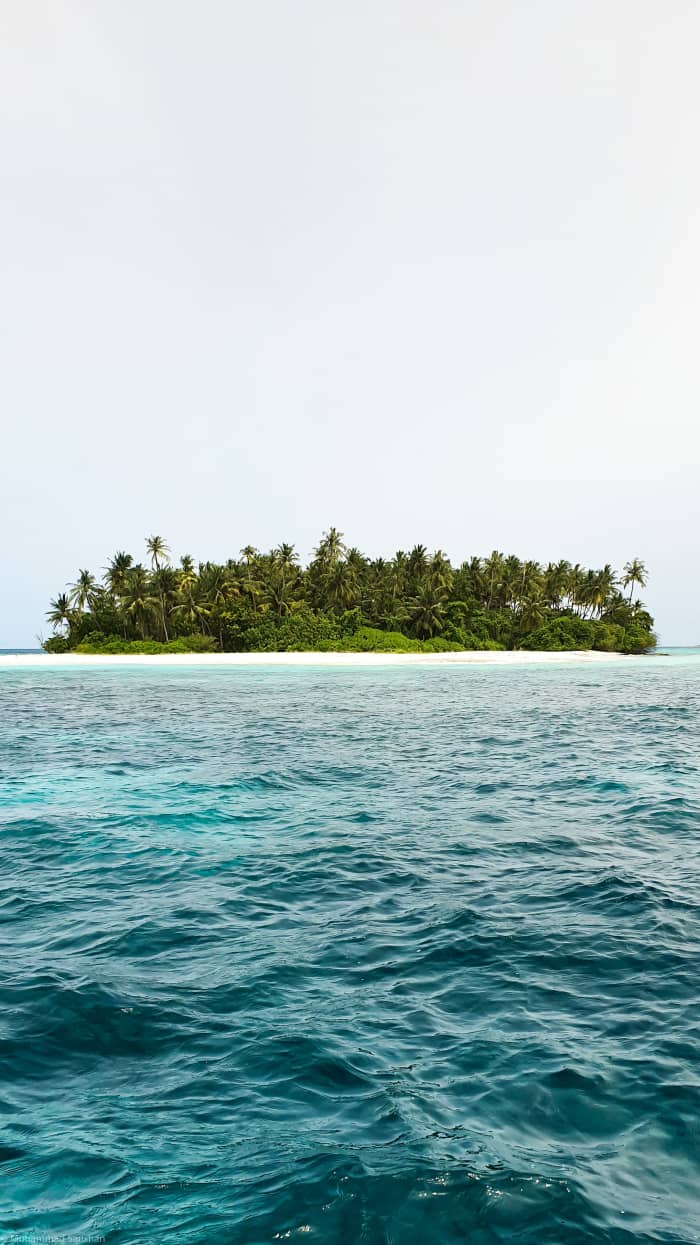 Water is where life begins on our planet. Everything starts from tiny, single-cell organisms. Over huge stretches of time life diversifies.
