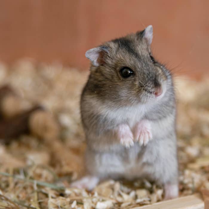 Ringworm pills can cause serious liver damage in hamsters. But for some hard-to-treat spots, topically applied liquid medication may do the trick.