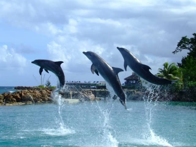 Interacting with dolphins is one of many things to do in Ocho Rios that will make the more adventurous travelers choose this as the best resort town.