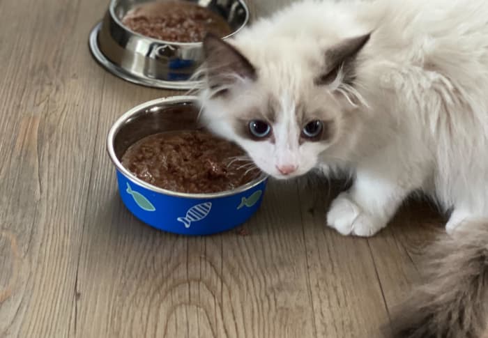 For cats with urinary inflammation and no infection, dietary changes and cranberry supplements can make a big difference.