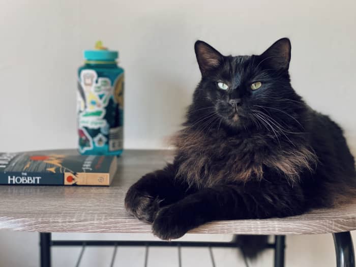 Urinary tract issues in cats can quickly turn into emergencies. Here are a few treatments that help, along with a few to avoid at all costs.