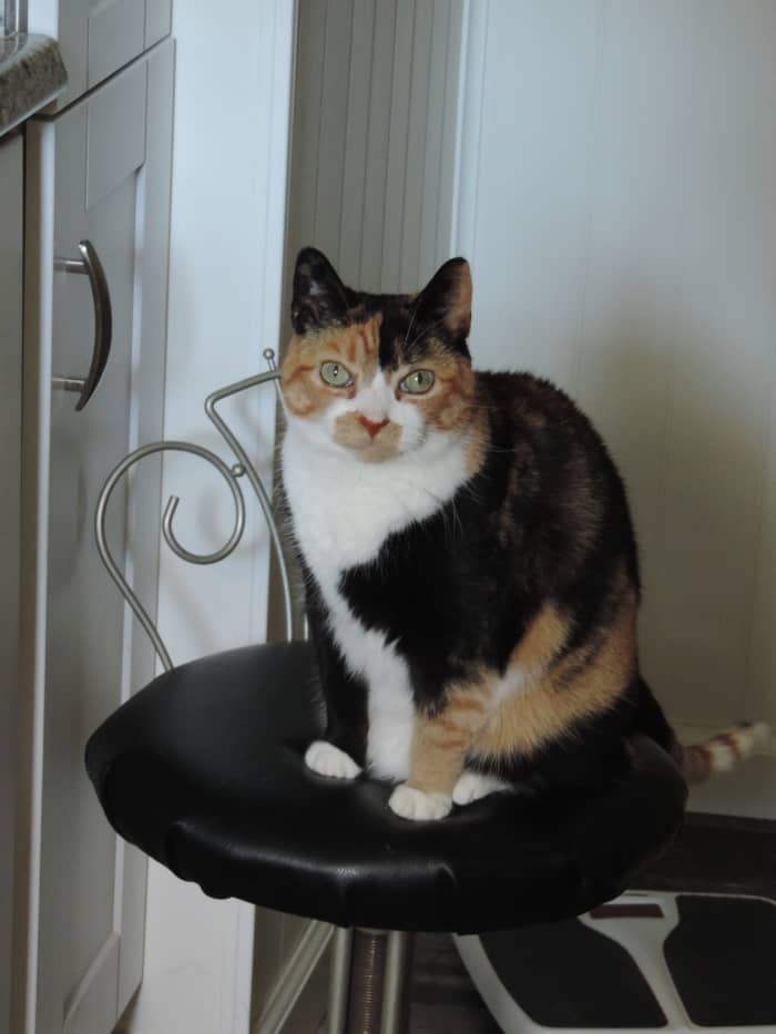 Older cats may start pooping in the house due to medical reasons, even if they look perfectly healthy.