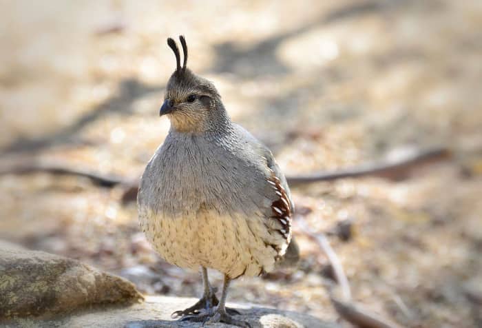 A female Gambel's quail has less prominent markings than the male bird and her plume is thinner. She does not have the black markings on her face and chest, and the white-striped eyes that are prominent on the males.