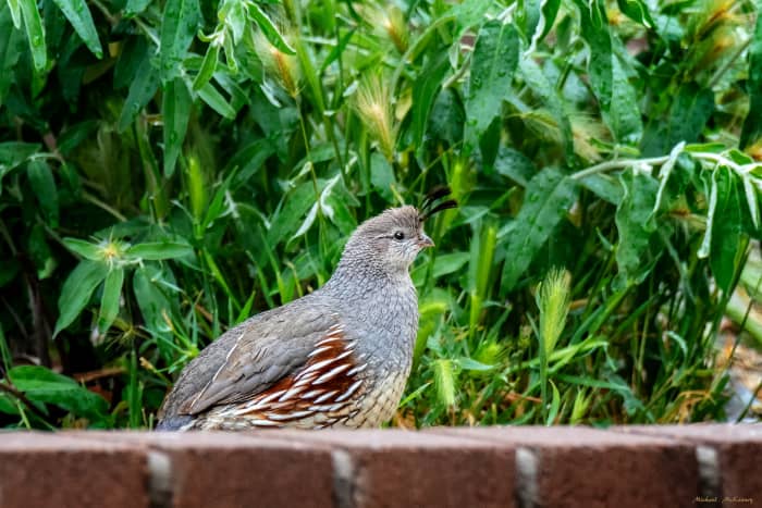 This beautiful female Gambel's quail strolled across the back of our yard in Rio Rancho, New Mexico. Judging from her size, she had babies onboard.