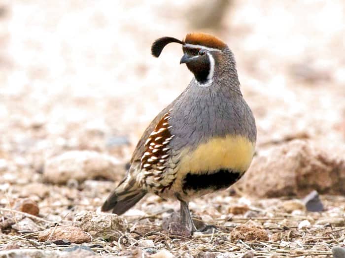 Male Gambel's quails have a black face, with white-striped eyes, and patches of black and yellow on their chests. They have prominent dark, thick copper-colored feathers on their heads, and are about 11 inches tall.