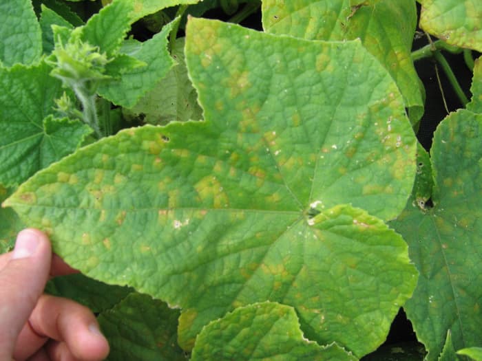 A pathogen that causes downy mildew on cucurbits spreads its spores between fields on the wind.
