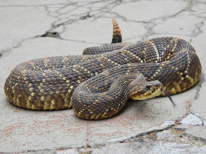 The Top 10 Deadliest Snakes in Latin America - Owlcation