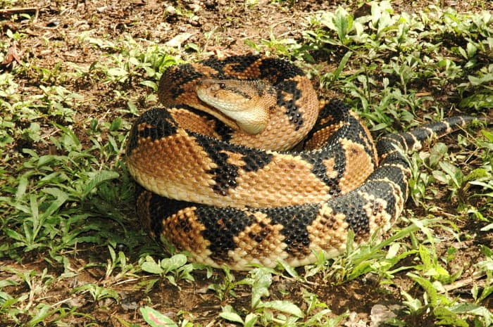 The Top 10 Deadliest Snakes In Latin America - Owlcation