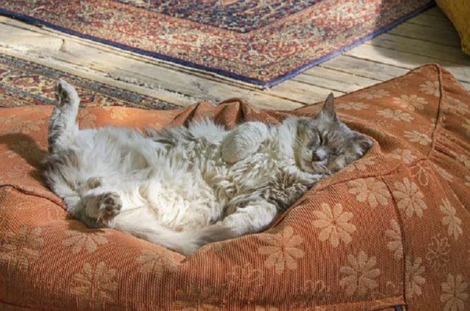 Give your pets a soft comfortable place all their own so they feel safe and secure and not become destructive inside your home.