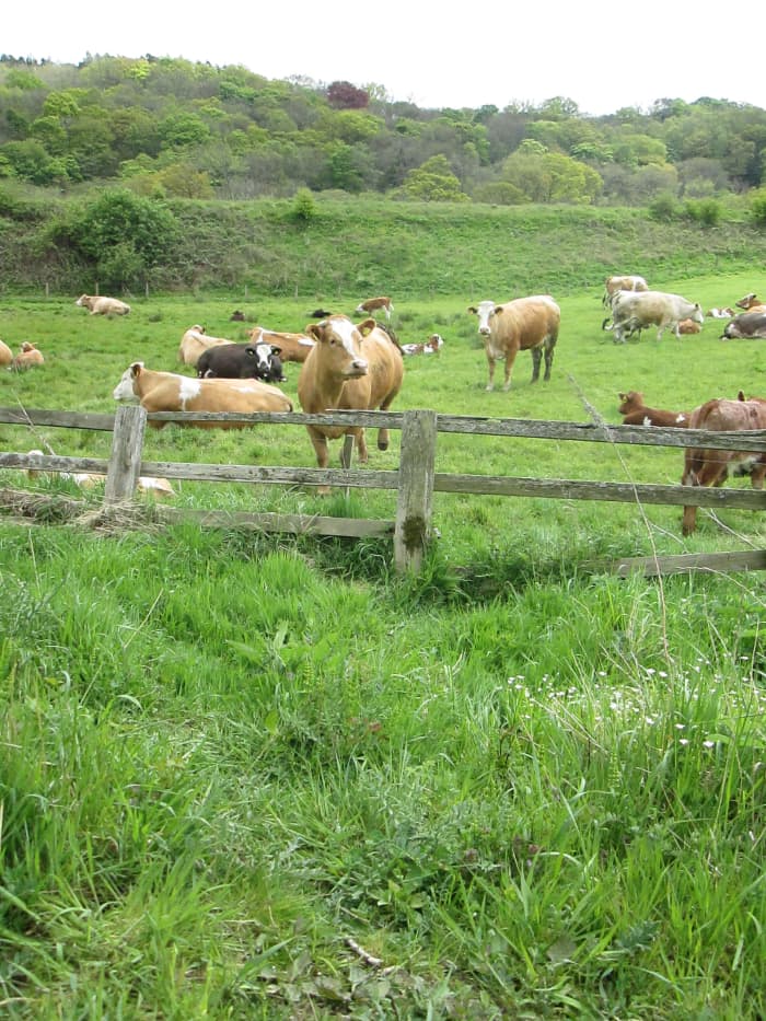 How now ... At the hamlet of Esk Valley near Grosmont, cattle graze with their young calves - by and large in the area you'd see Frisian cattle. This is novel to see a small herd of brown cows.