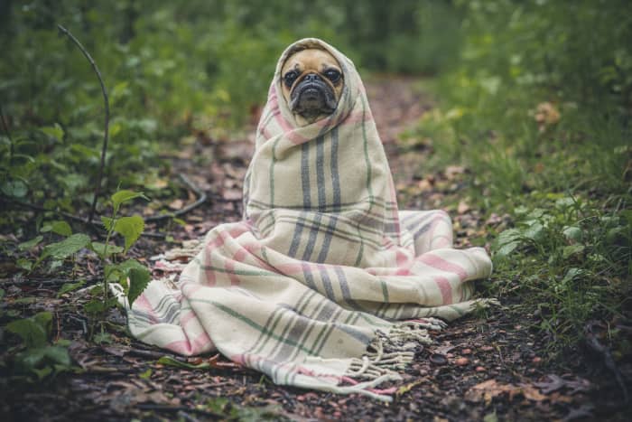 A throw blanket is always appreciated and is sure to be used by somebody in the recipient's family.