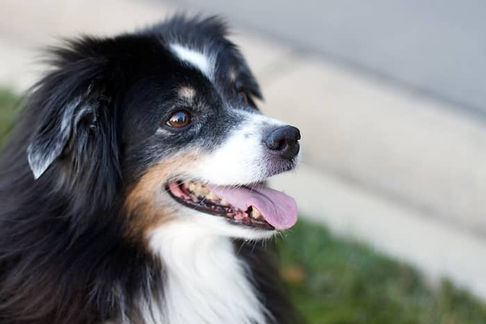Some old dogs that grow grey around the muzzle will also develop pale lips.