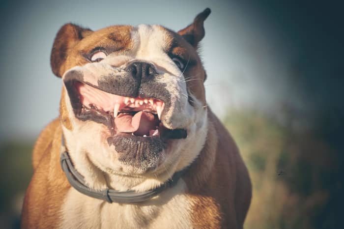 Food and contact allergies can cause color loss on your dogs lips.