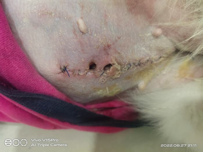 Holes next to a suture in a dog's abdomen take time to heal. If the abdominal cavity is open, a second surgery will likely be required.