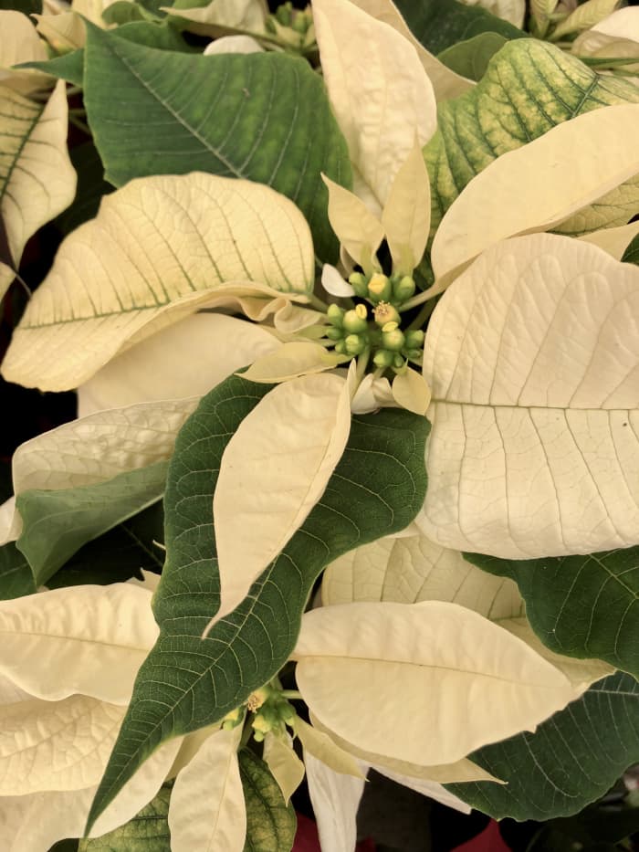 To learn how to grow these beauties in your yard, Click the link embedded in my name under this photo.