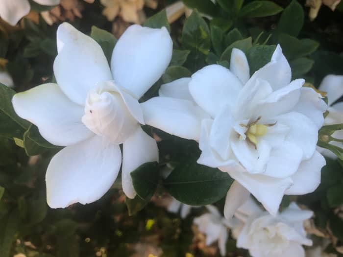 These fragrant waxy flowers will turn brown when they die. No worries. Just pinch them off.