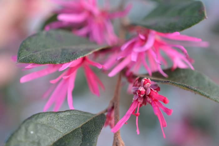 You can see why the common name of this shrub is Chinese Fringe Plant -- well, at least the "fringe" part.