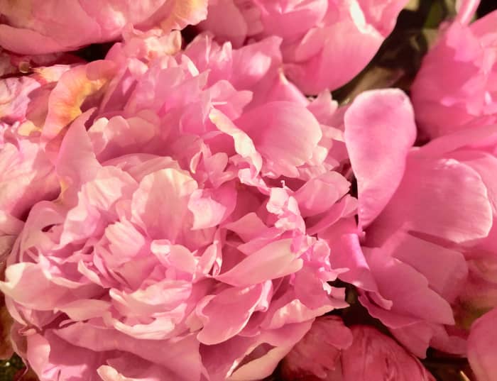 The Peony Is Known as "The Queen of All Flowers" To read this article, click the link embedded in my name under this photo.