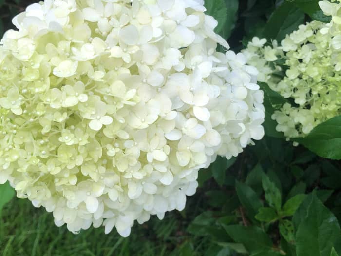 There are several cultivars of panicle hydrangea. This one is named Limelight.