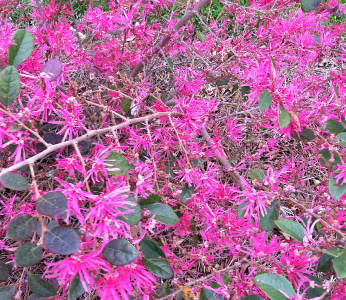 Loropetalum in full bloom. From a distance it can appear to be an azalea in bloom.