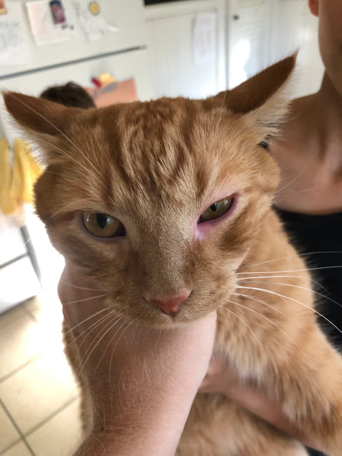 Q A Why Is My Cat s Eye Swollen And Red PetHelpful