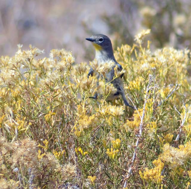 The warbler is a constant motion kind of bird, poking its head up from time to time to assess the situation then diving back into foraging for food.