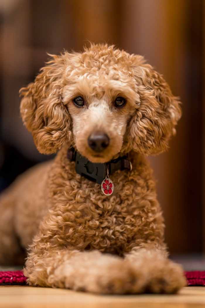 Miniature Poodles Make Great Family Dogs HubPages