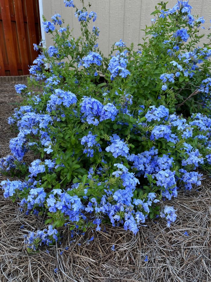 This is the same plant. Photo taken June 18, 2022. It recovered nicely, and looks better than ever.