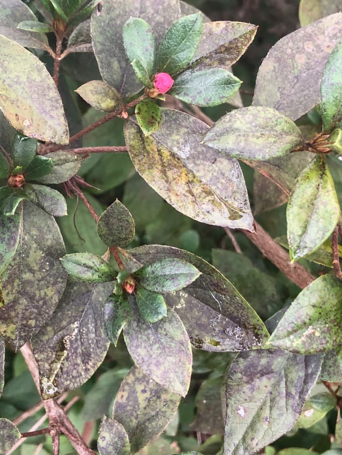 Sooty mold on an azalea, preventing the leaves from absorbing enough sunlight.