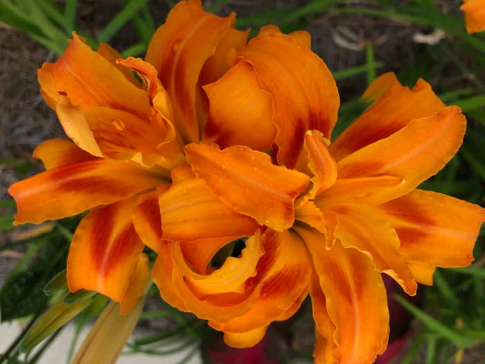 My dad gave me some of these from his yard several years ago. Every time we relocated, I took some with me. Now I will pass some along to may daughter.