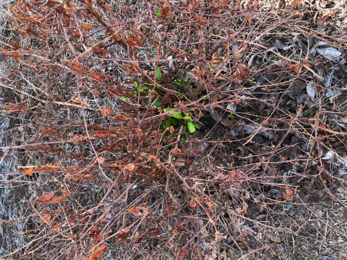 Note the new growth near the center of this plumbago that died back in a freeze. It appeared to be dead, but was not. The photo was taken on March 5, 2022, following a hard freeze in late February.