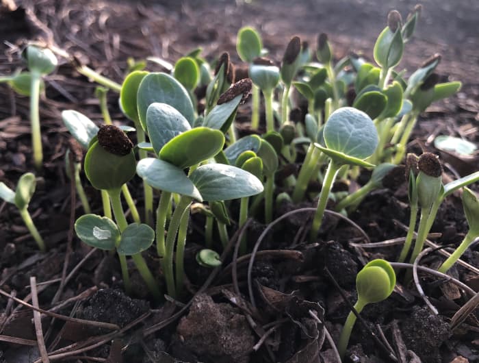 Just look at all these tiny watermelon volunteers that sprang up when a small melon that was hidden by the leaves and vines went unnoticed, and rotted. Some of these little guys can be transplanted, but there are far too many, so some had to be sacri